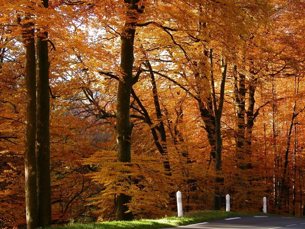 HDPackSuperiorWallpapers329_259.jpg