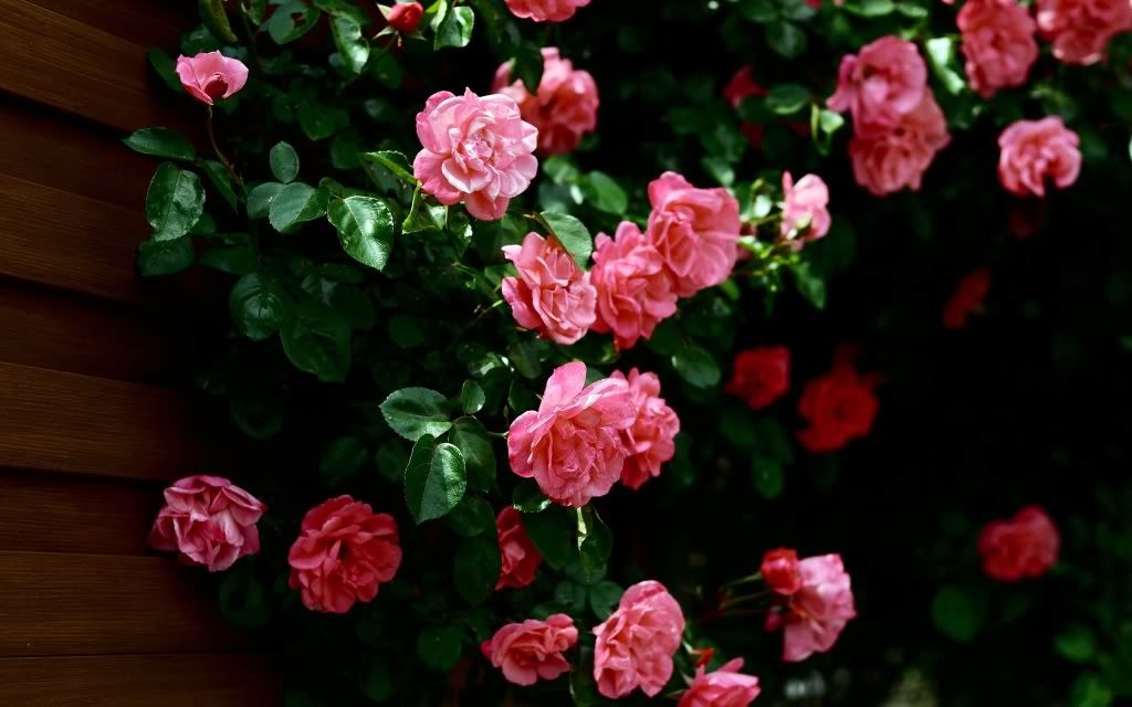HDPackSuperiorWallpapers329_281.jpg