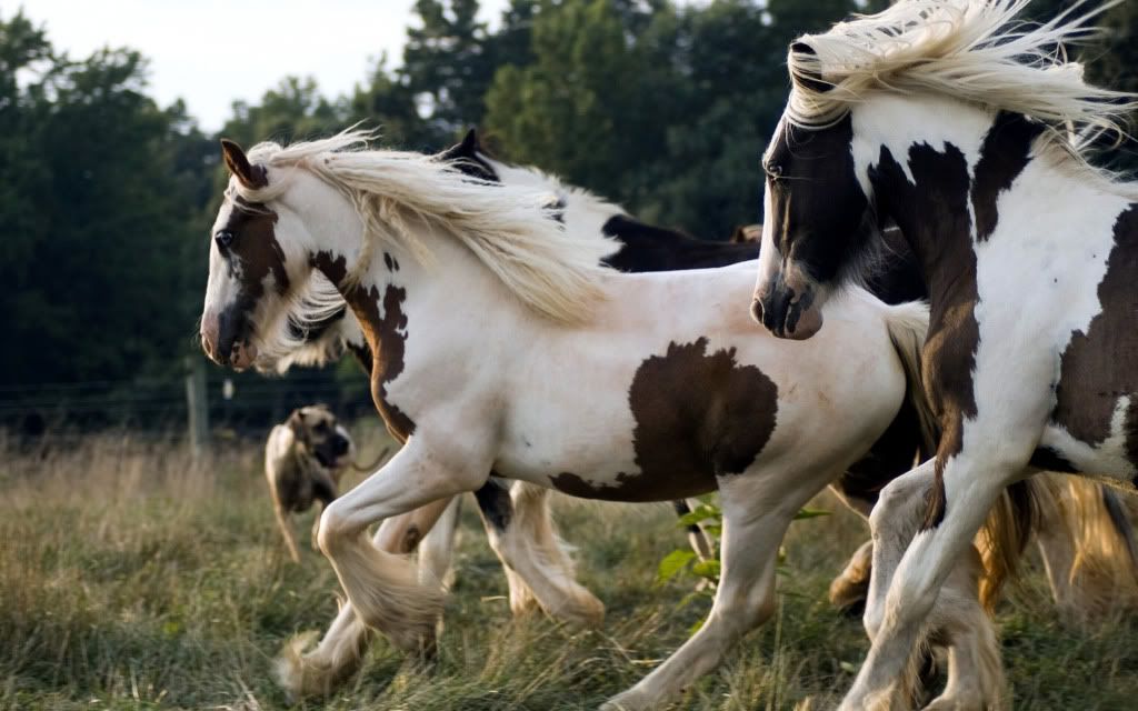 HDPackSuperiorWallpapers331_187.jpg