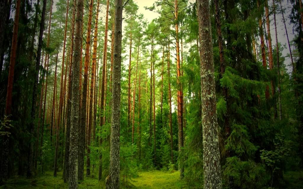 HDPackSuperiorWallpapers331_204.jpg