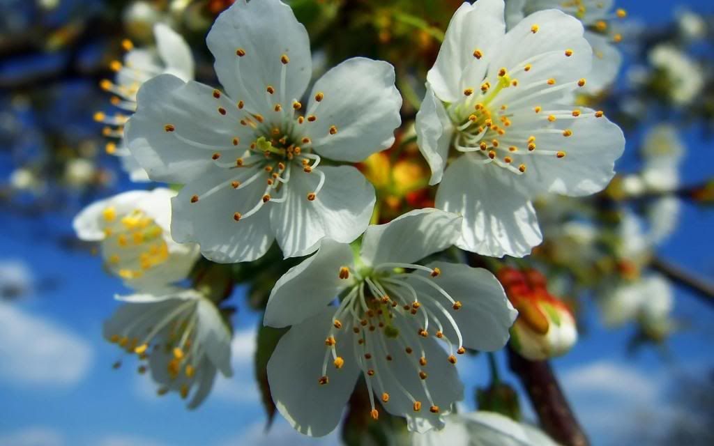 HDPackSuperiorWallpapers331_220.jpg