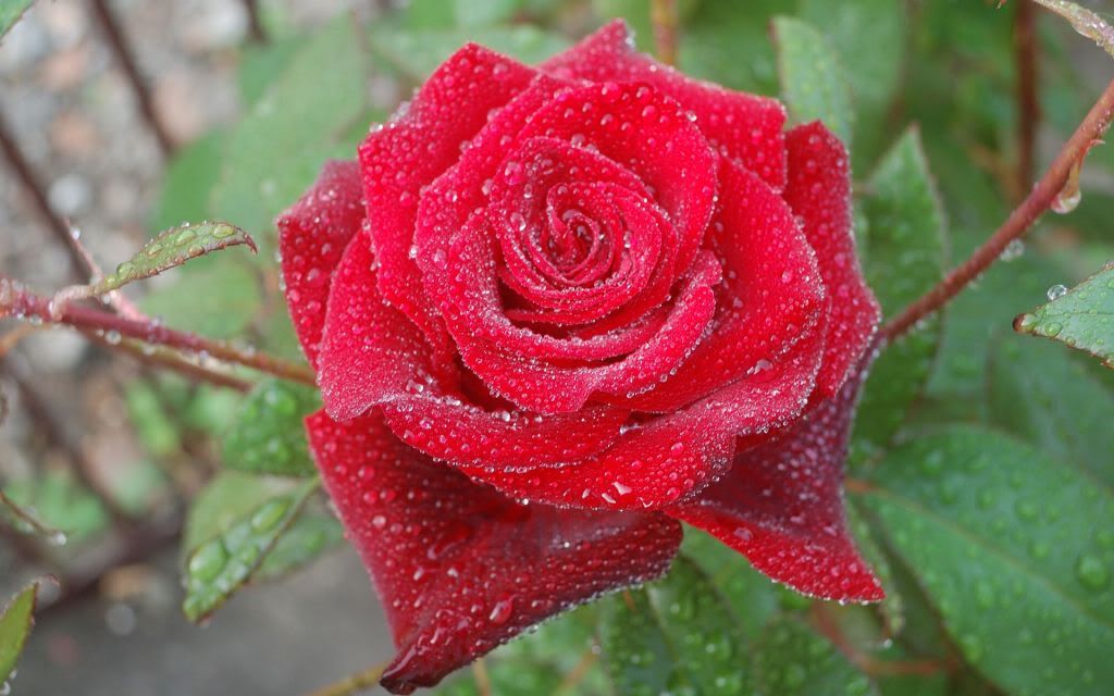 HDPackSuperiorWallpapers331_247.jpg