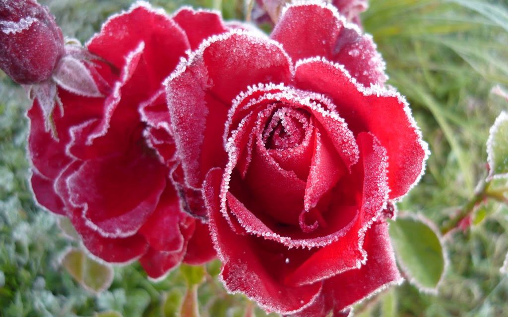 HDPackSuperiorWallpapers331_248.jpg