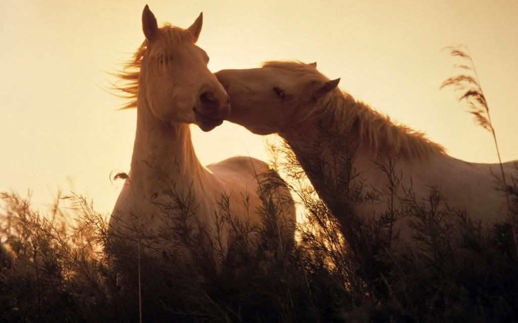 HDPackSuperiorWallpapers339_071.jpg