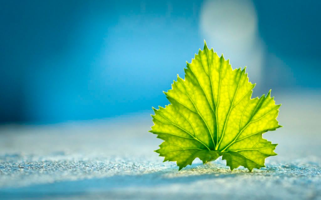 HDPackSuperiorWallpapers357_158.jpg