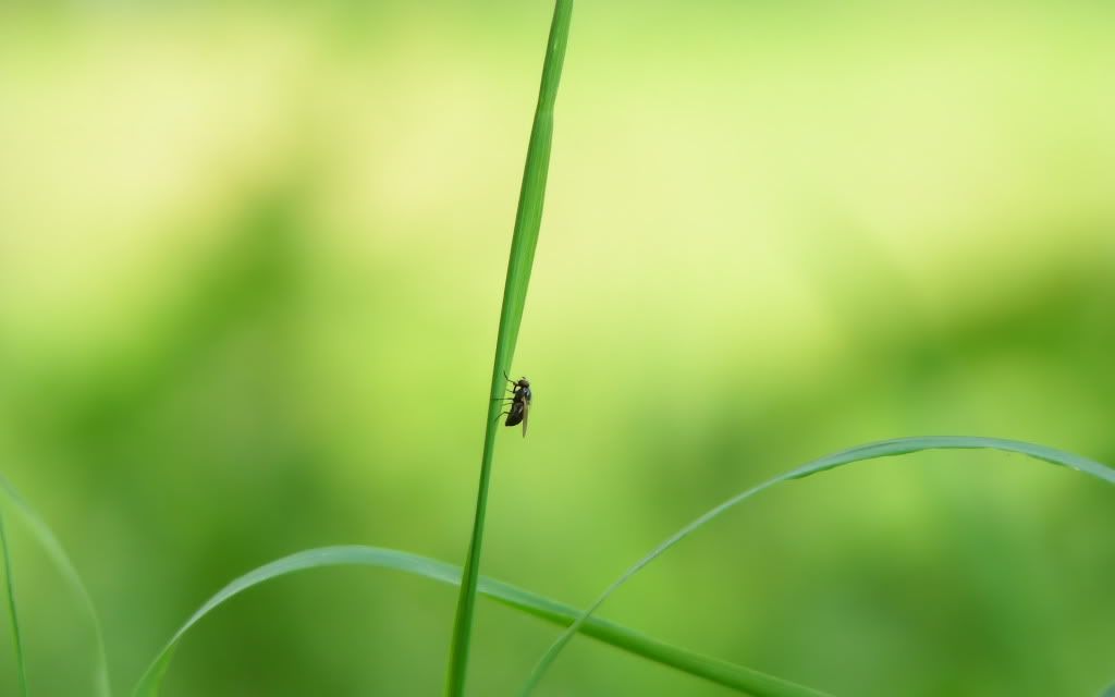 HDPackSuperiorWallpapers357_184.jpg