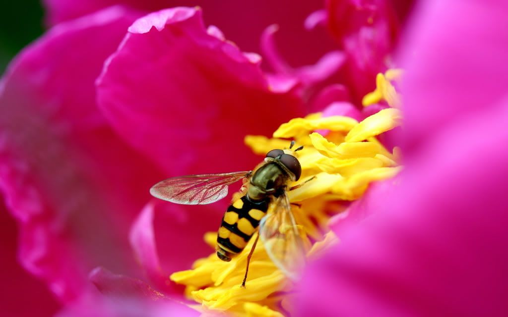 HDPackSuperiorWallpapers357_213.jpg