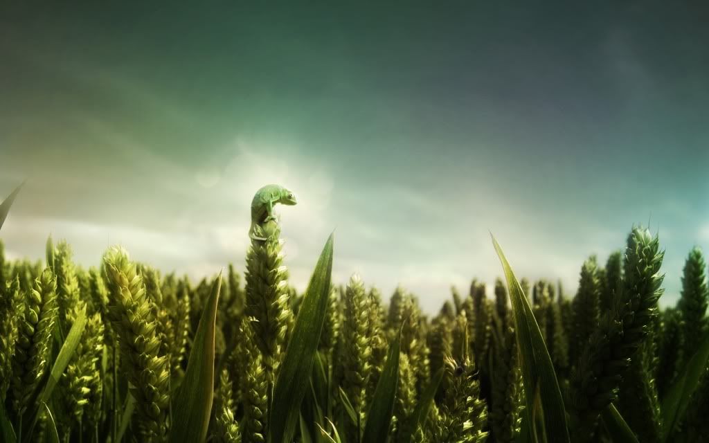 HDPackSuperiorWallpapers357_215.jpg