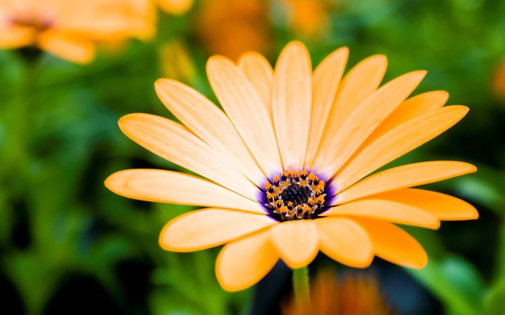 HDPackSuperiorWallpapers357_216.jpg