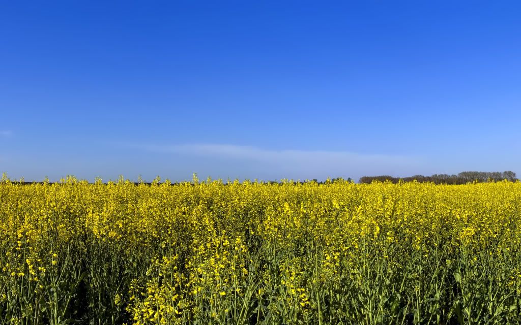 HDPackSuperiorWallpapers192_014.jpg