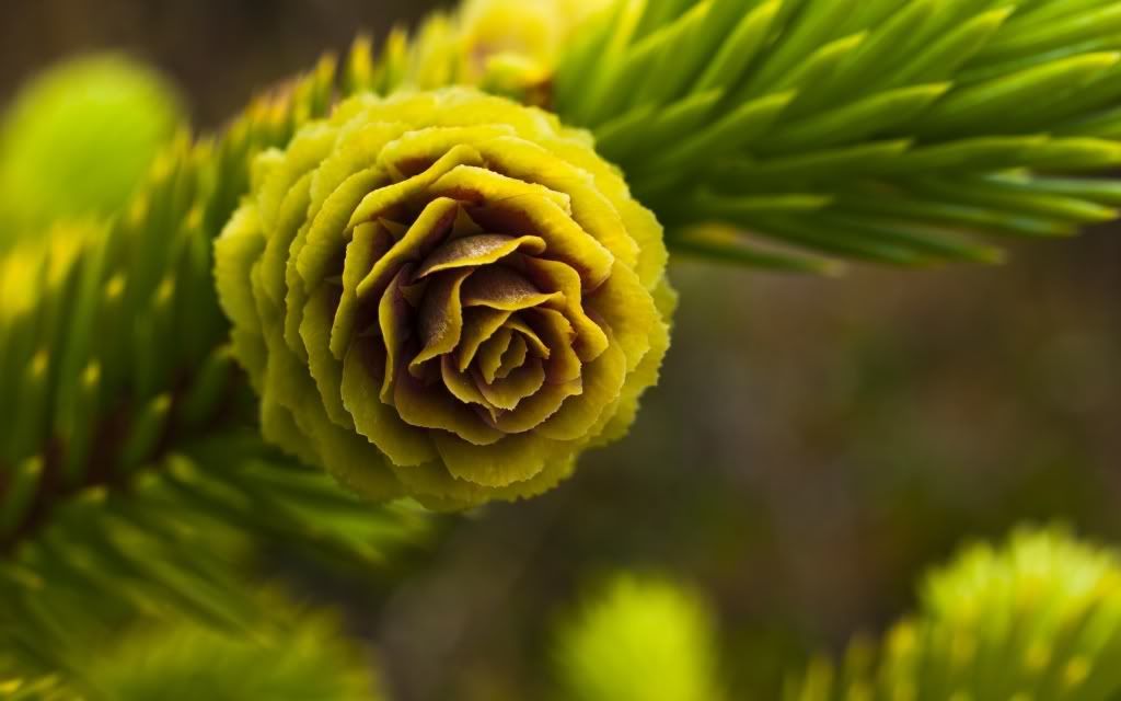 HDPackSuperiorWallpapers192_118.jpg