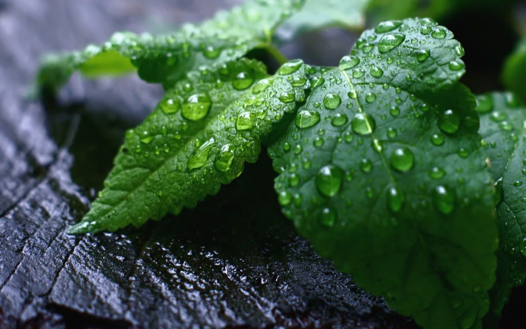 HDPackSuperiorWallpapers388_088.jpg