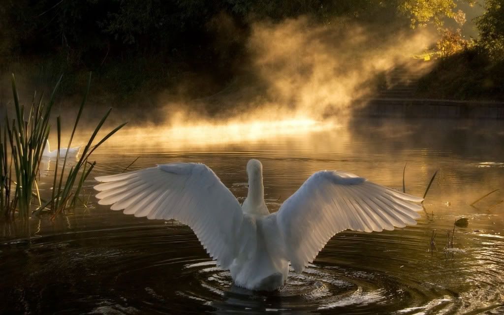 HDPackSuperiorWallpapers388_116.jpg