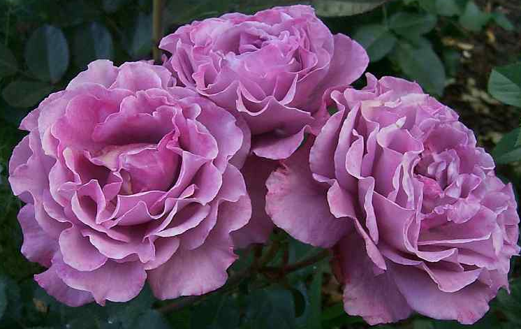 pembe-guellerin-resmi.png