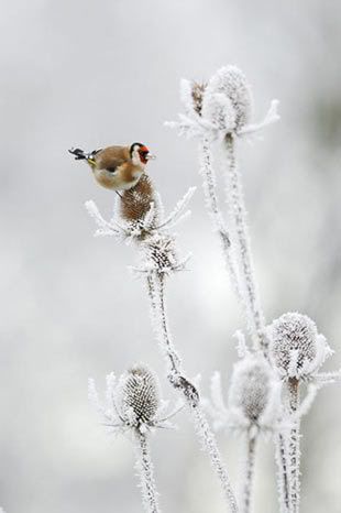 129538-avrupa-nin-vahsi--mucizeleri---1.jpg
