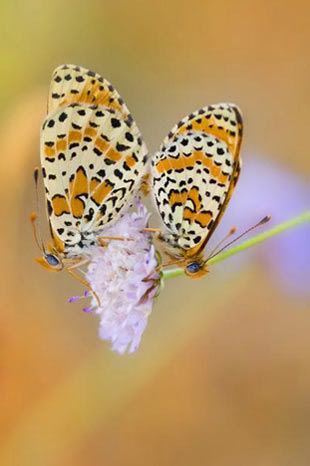 129544-avrupa-nin-vahsi--mucizeleri---7.jpg