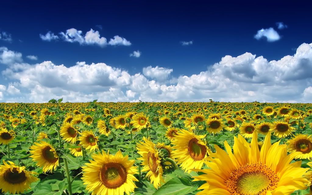 HDPackSuperiorWallpapers357_240.jpg