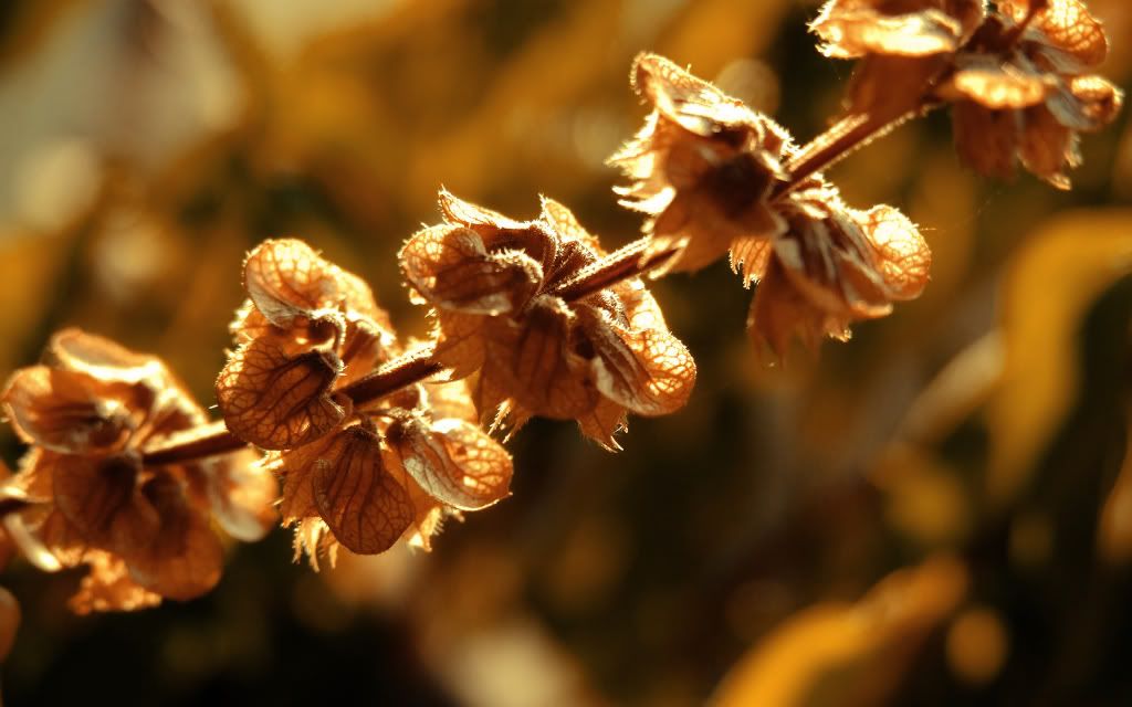 HDPackSuperiorWallpapers357_285.jpg