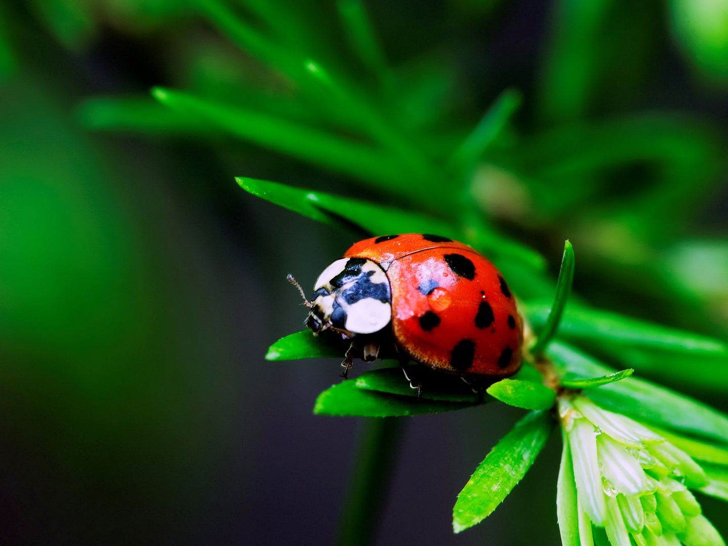 HQWallpapers_0011.jpg