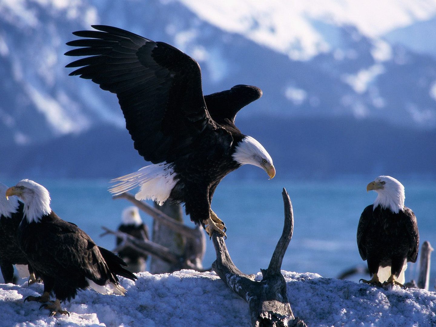 HQWallpapers_0020.jpg