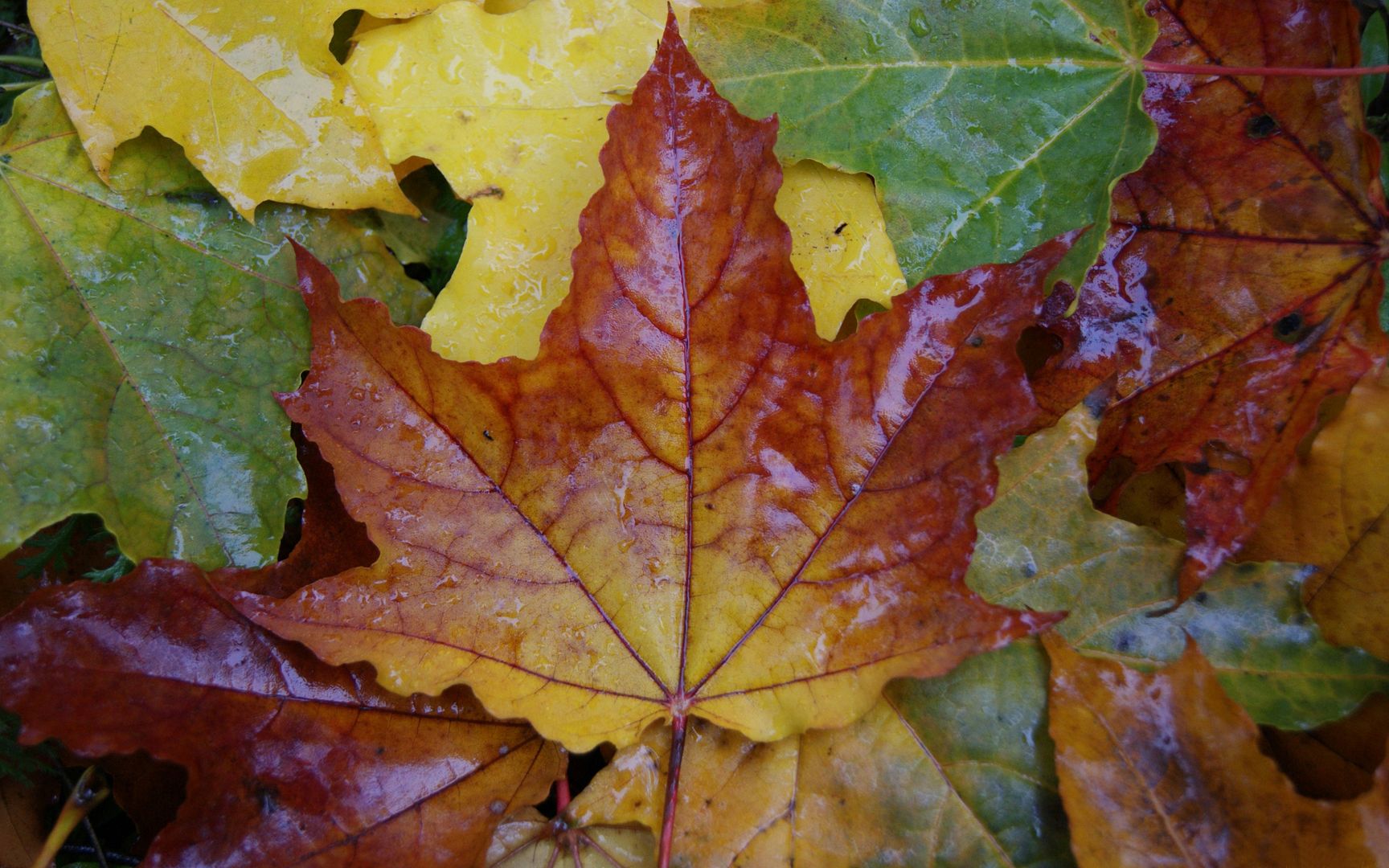 HQWallpapers_0077.jpg
