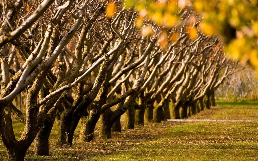 autumn_trees-1920x1200.jpg