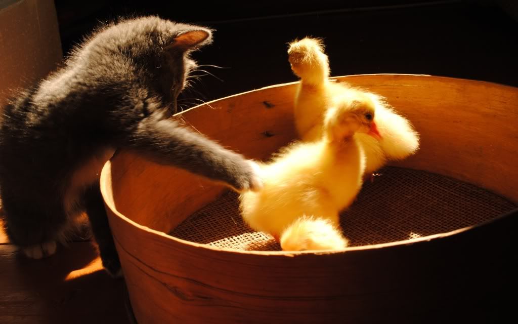 baby_cat_and_ducklings-2560x1600.jpg