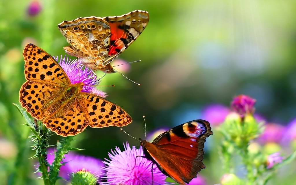 butterfly_and_flowers-2560x1600.jpg