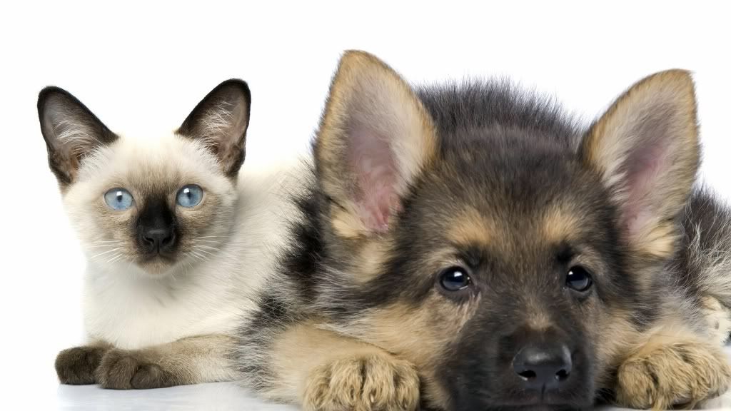 cat_and_dog_2-1920x1080.jpg