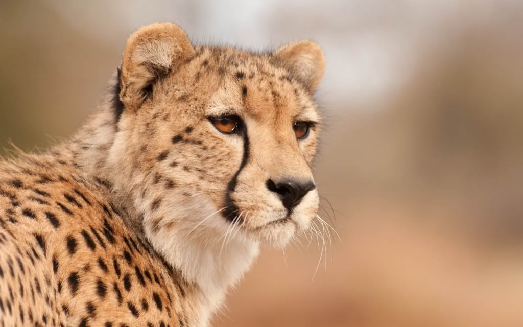 cheetah-1920x1200.jpg