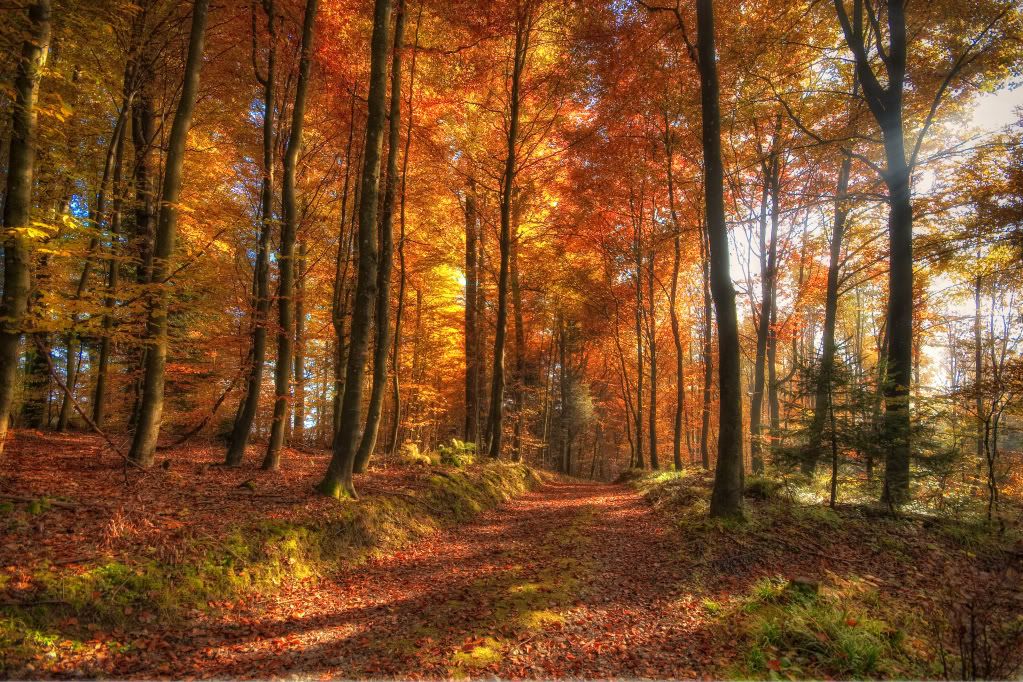 ComputerDesktopWallpapersCollection403_008.jpg