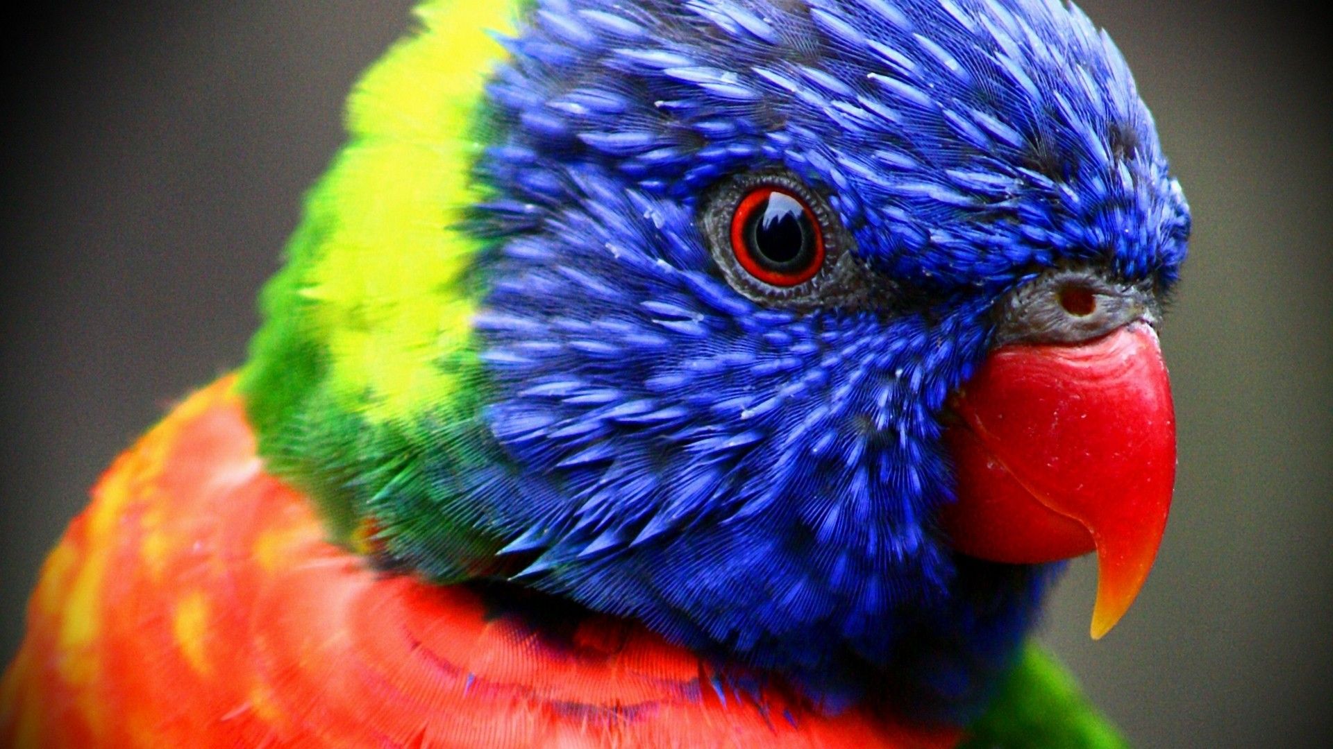ComputerDesktopWallpapersCollection425_064.jpg