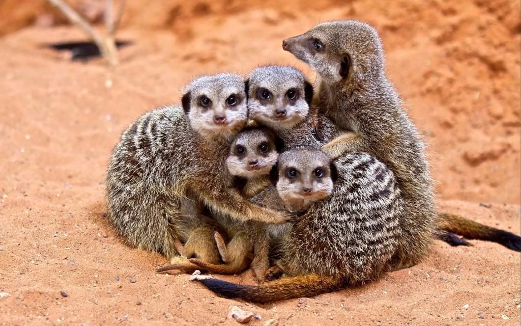 meerkat_family-1920x1200.jpg
