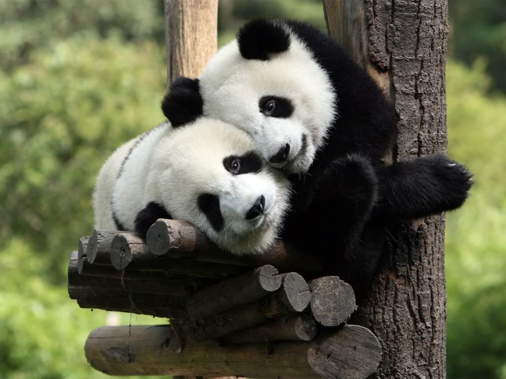 panda_babies-1600x1200.jpg