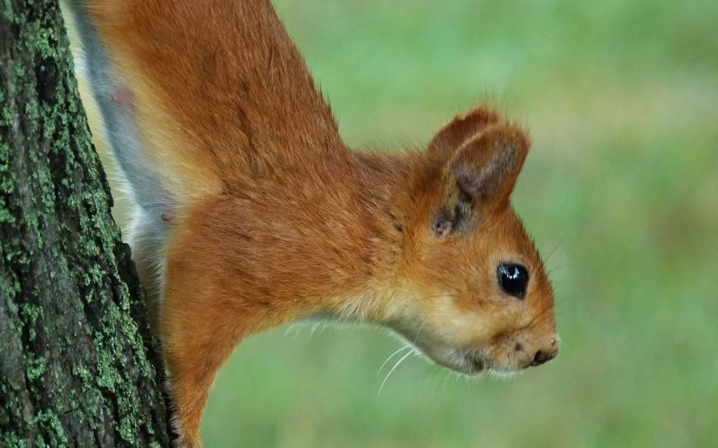 red_squirrel-1920x1200.jpg