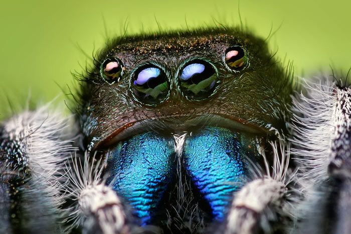 123108-thomas-ahahan-makro-bocek-fotograflari--61.jpg