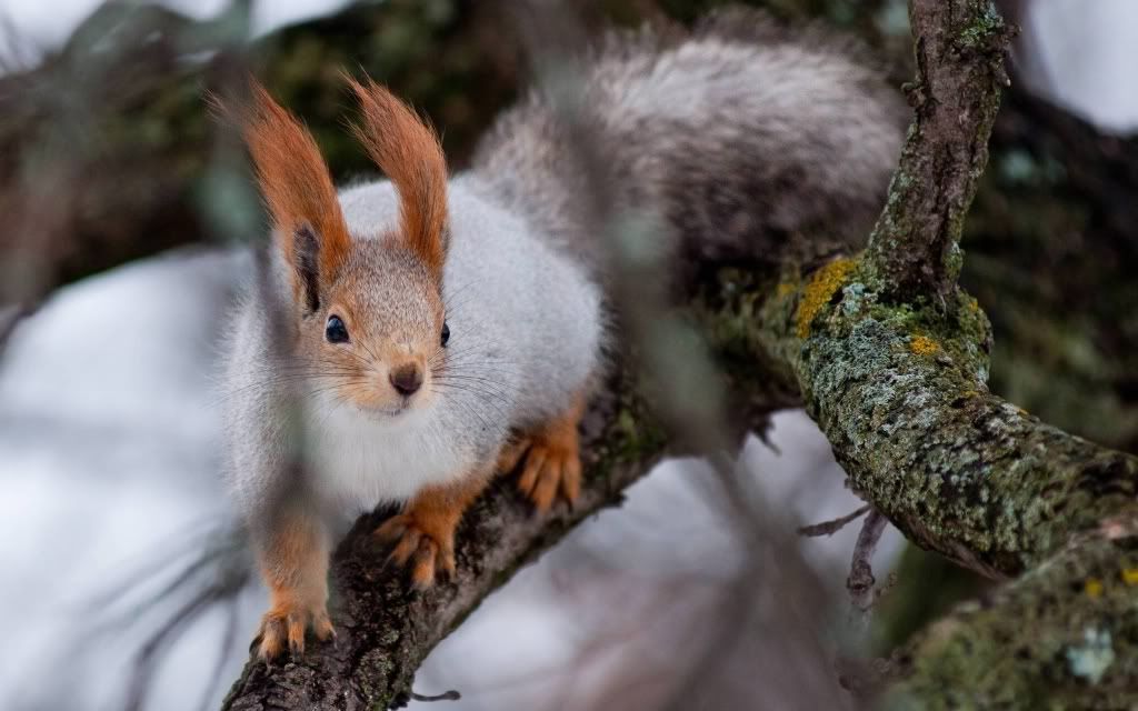 silver_squirrel-2560x1600.jpg