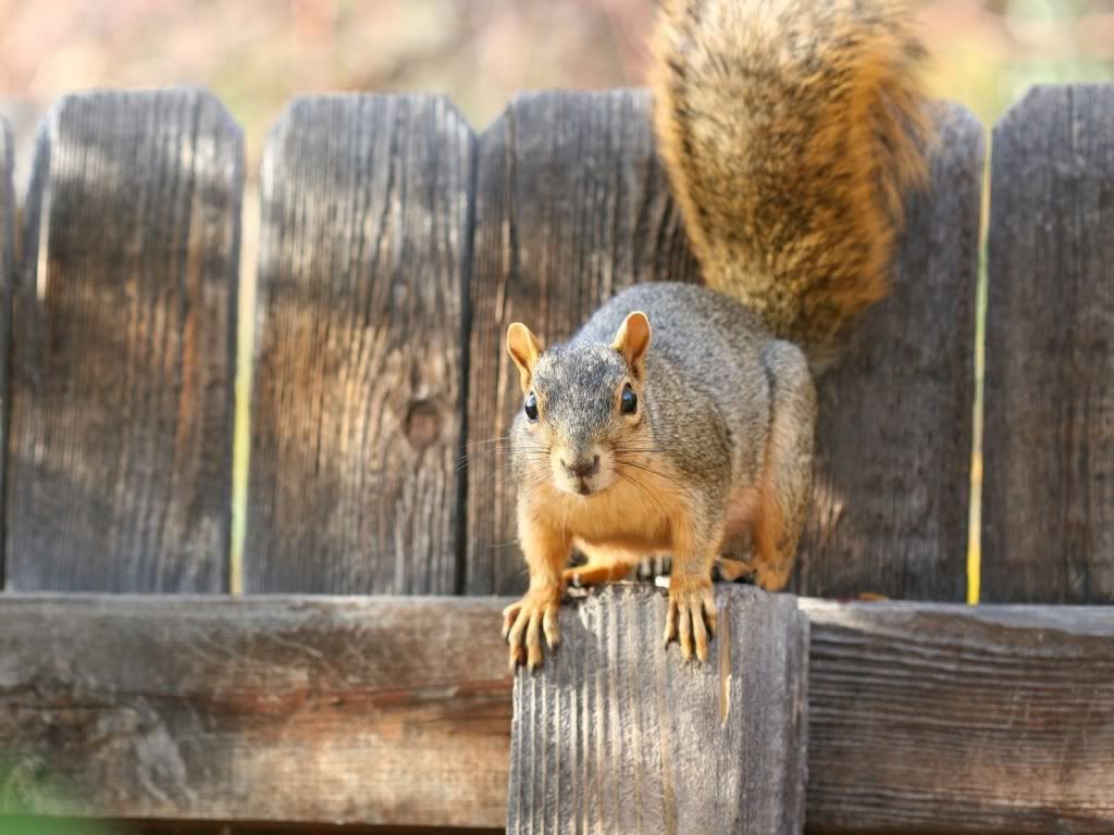 squirrel_on_a_fence-1600x1200.jpg