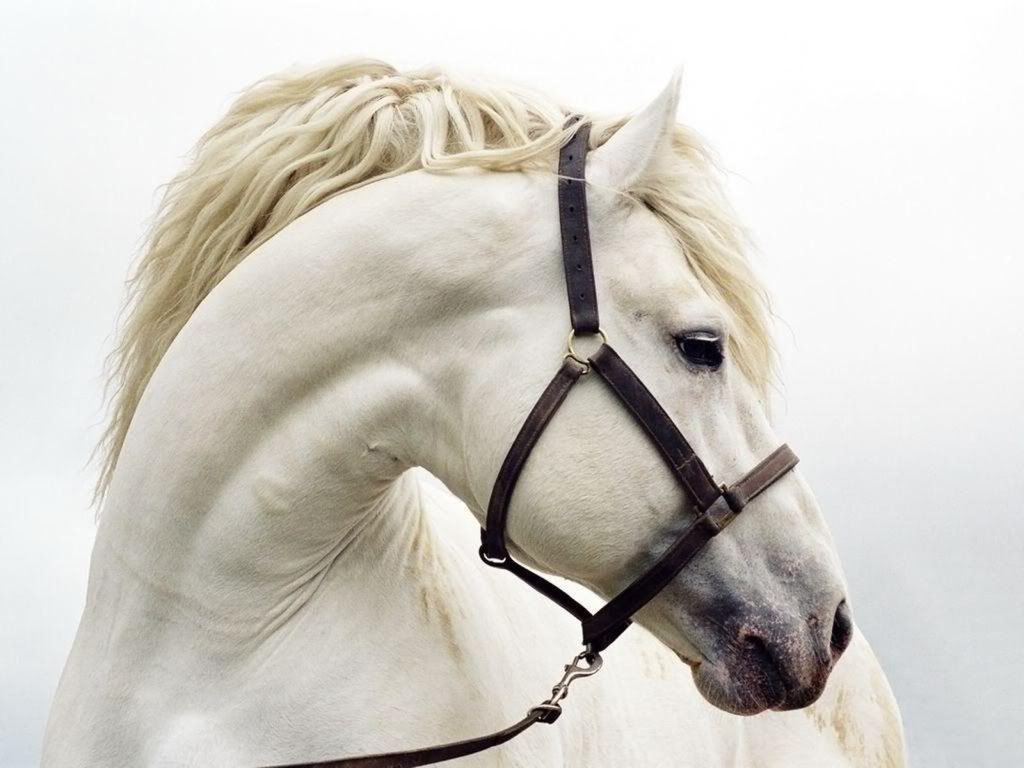 white_horse_head-1600x1200.jpg