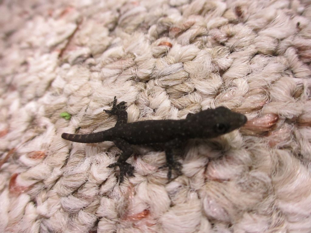 gecko007.jpg