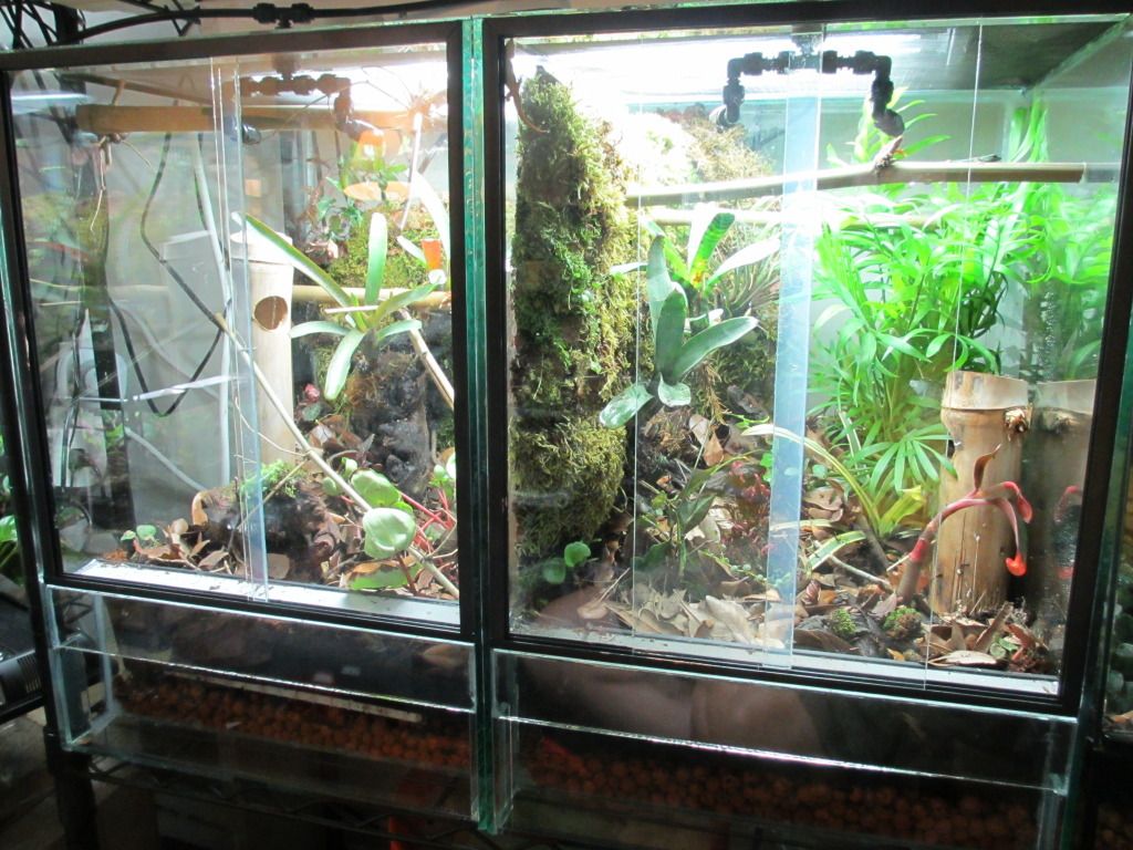 poolpygmy020.jpg