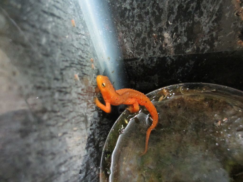 gecko004.jpg