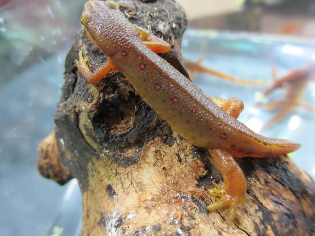 newts001_zps92cbb94e.jpg