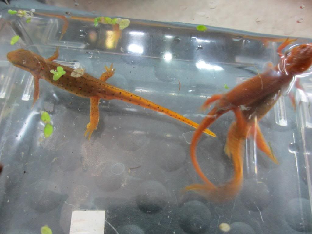 newts002_zpse36efdc4.jpg