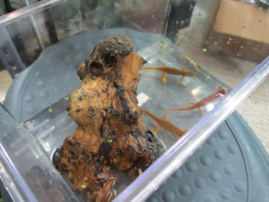 newts003_zps2a4b01de.jpg
