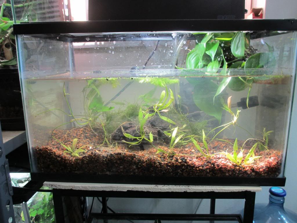 newts004_zpse325fa71.jpg