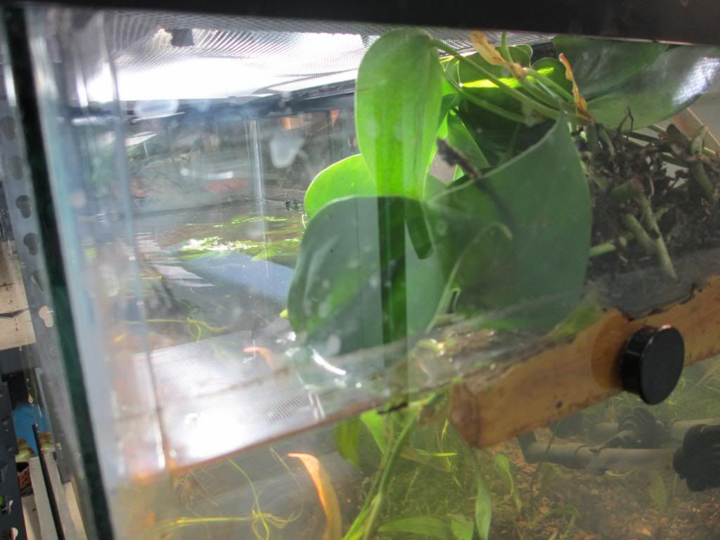 newts005_zpsf3df8bb3.jpg