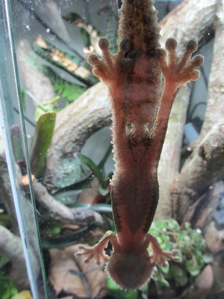 IMGhttpi1094photobucketcomalbumsi445c81kennedyUroplatus20si009_zps2762889e.jpg