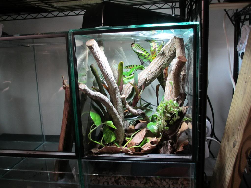 Uroplatussikore001_zpsc445c016.jpg