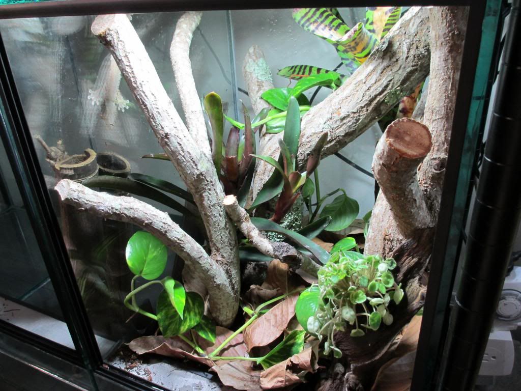 Uroplatussikore002_zpsf81457d4.jpg